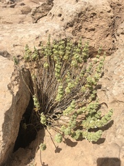 Pseudodictamnus undulatus