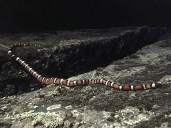 Lampropeltis zonata