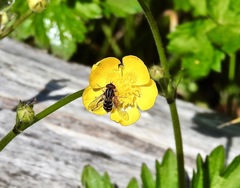 Helophilina