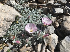 Convolvulus boissieri boissieri