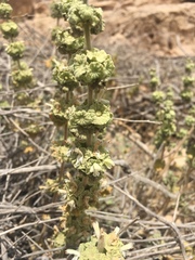 Pseudodictamnus undulatus