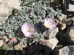 Convolvulus boissieri boissieri