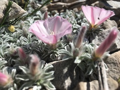 Convolvulus boissieri boissieri