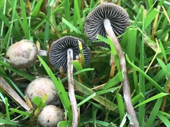 Panaeolus fimicola