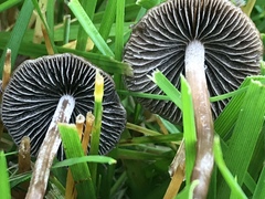 Panaeolus fimicola