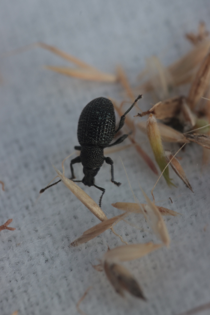 Otiorhynchus pinastri
