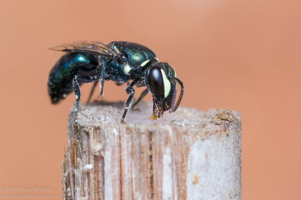 Disect Bee Disjunct Masked Bee (bees of se qld) · iNaturalist