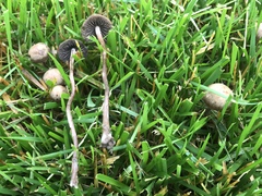Panaeolus fimicola