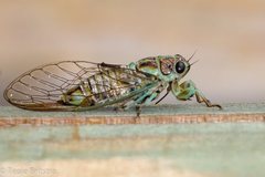 Caliginopsalta percola