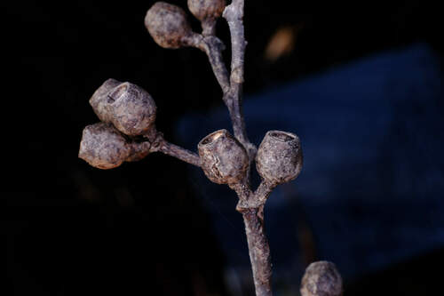 Image of Eucalyptus burgessiana by (c) Peter Crowcroft, some rights reserved (CC BY)