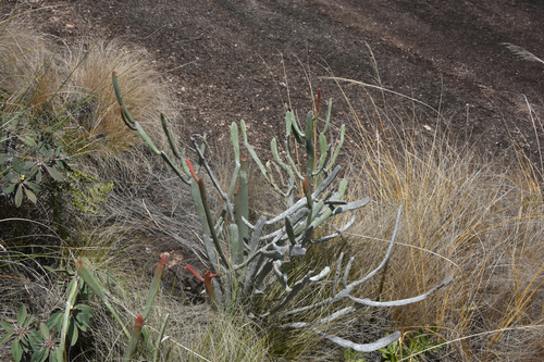 Euphorbia enterophora ssp. crassa
