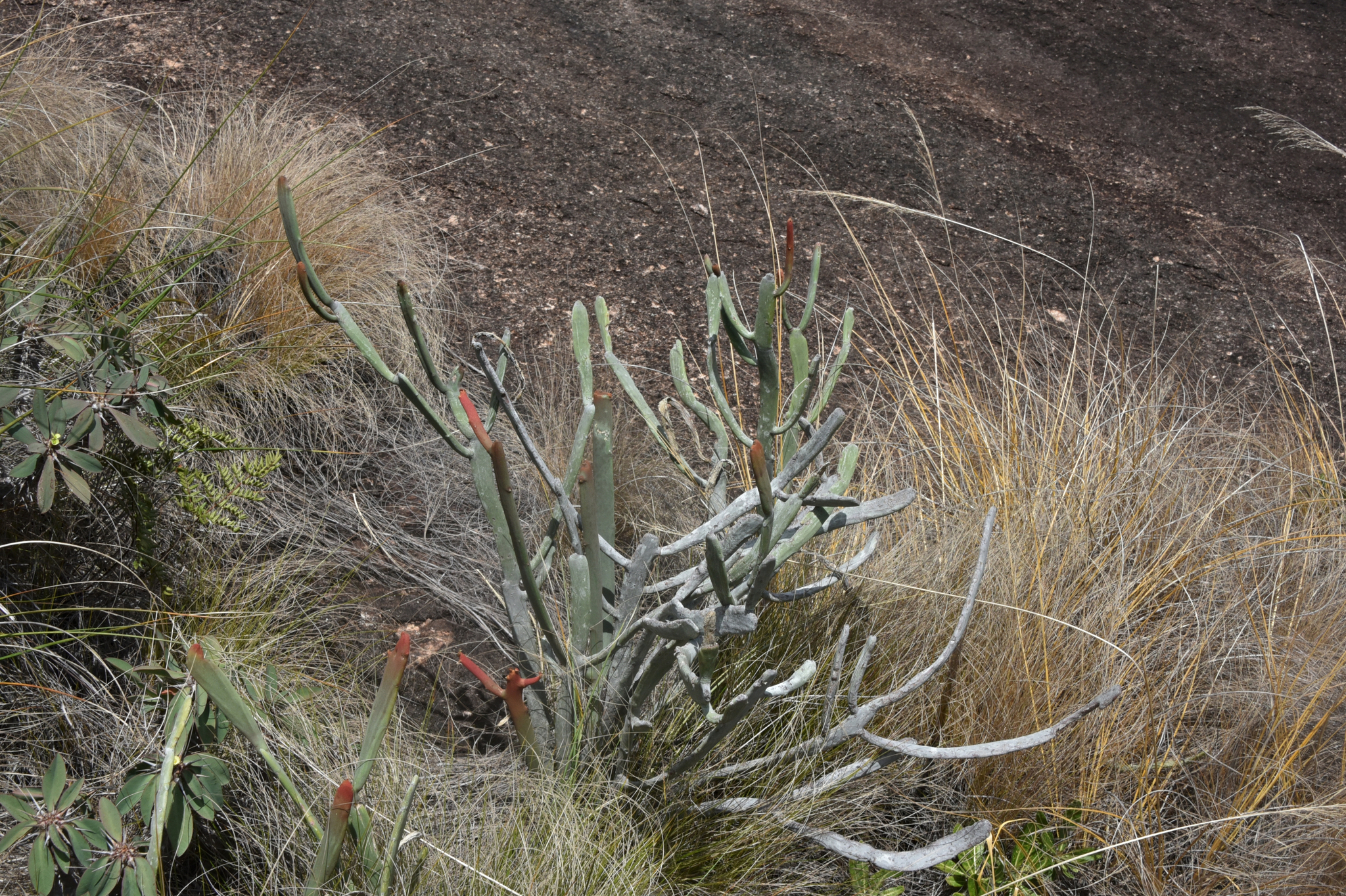 Euphorbia enterophora ssp. crassa