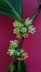Chaetocarpus myrsinites
