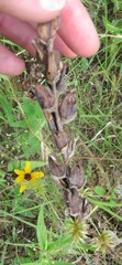 Castilleja indivisa