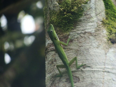 Anolis chloris