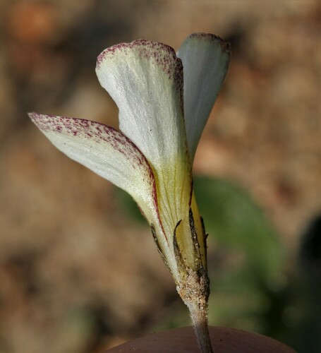 Oxalis argyrophylla (Oxalis argyrophylla)