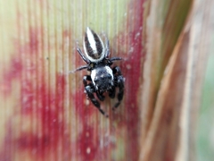 Dendryphantes mordax