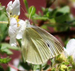 Pieris rapae