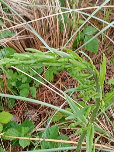 Image of Epipactis phyllanthes by (c) Jacqueline Worthington, some rights reserved (CC BY)