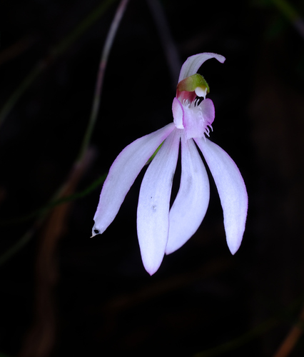 Image of Caladenia picta by (c) Peter Crowcroft, some rights reserved (CC BY)