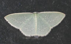 Chlorocoma melocrossa