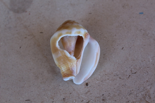 Strombus gracilior