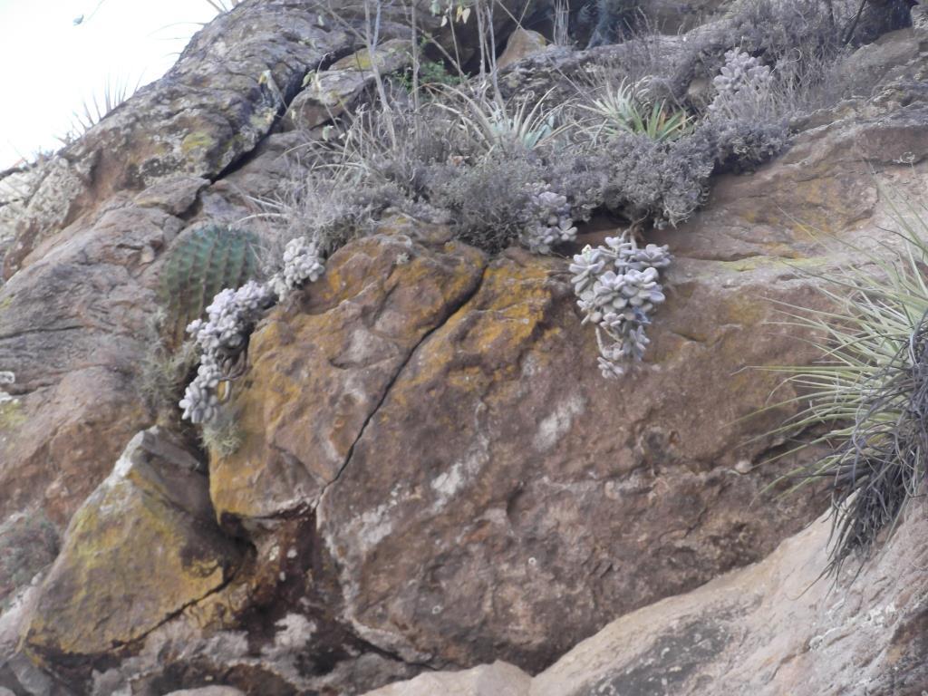Imagem de Pedra da lua