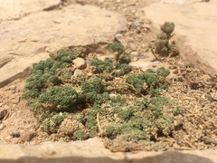 Herniaria hemistemon