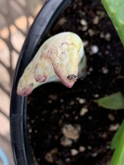 Cosmobaris scolopacea