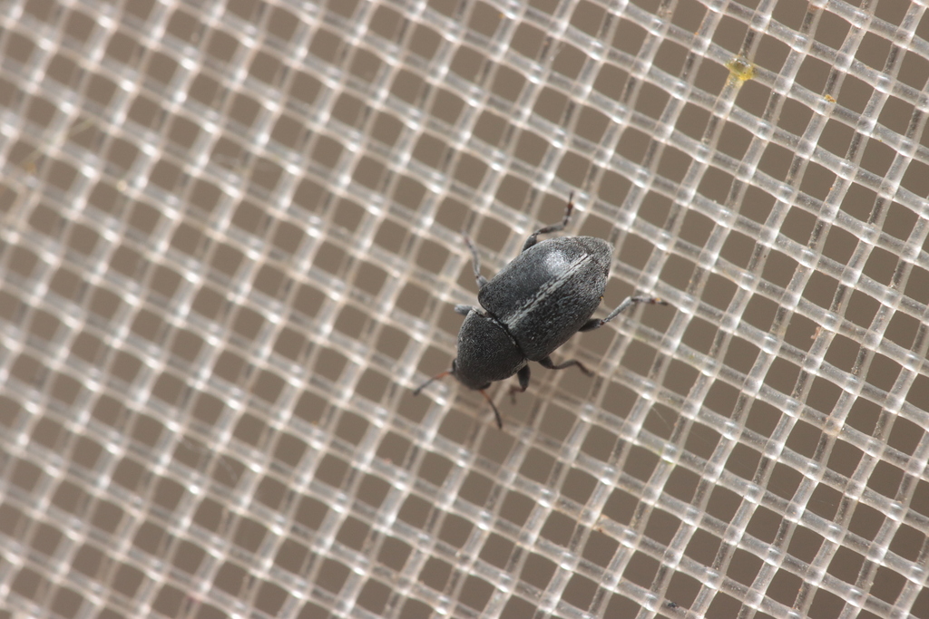Bruchela suturalis