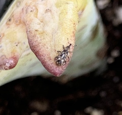 Cosmobaris scolopacea