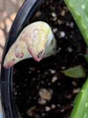 Cosmobaris scolopacea