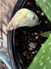 Cosmobaris scolopacea