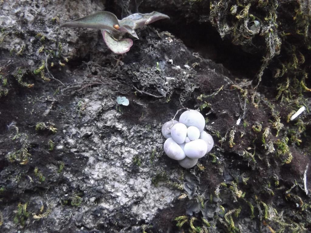 Imagem de Pedra da lua