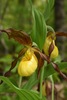 Yellow Lady's Slipper - Photo (c) arethusa, some rights reserved (CC BY-NC), uploaded by arethusa