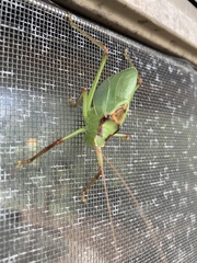 Paracyrtophyllus robustus