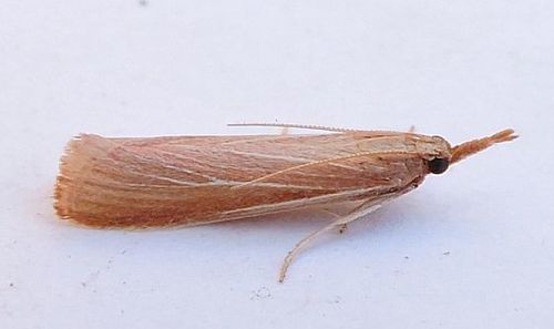 Peoria johnstoni