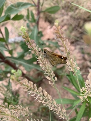 Atalopedes campestris