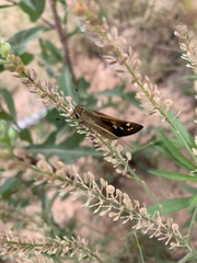 Atalopedes campestris