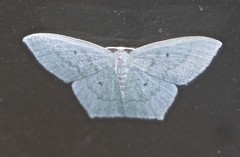 Maxates centrophylla