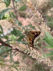 Atalopedes campestris