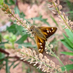 Atalopedes campestris