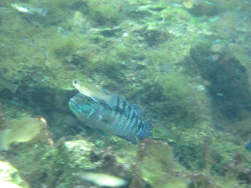 Rocio octofasciata