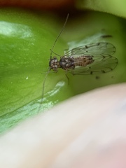 Ectopsocus californicus