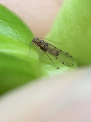 Ectopsocus californicus