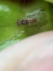 Ectopsocus californicus