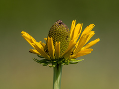 Rudbeckia maxima