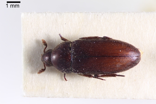 Dermestes leechi