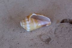 Strombus gracilior