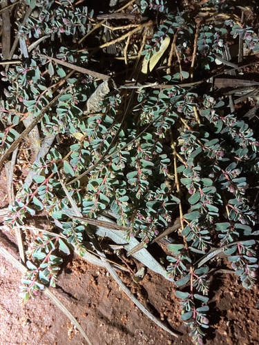 Euphorbia drummondii, 2024-06-29